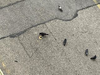 Emergenza rifiuti in zona Cenisia