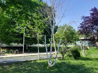 Gli alberelli del giardino Grosa