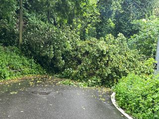 Alberi e piante cadute in collina