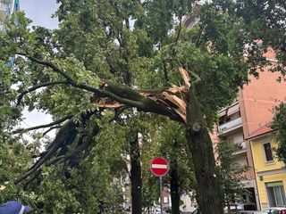 L'albero caduto corso Brianza