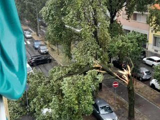 L'albero caduto corso Brianza