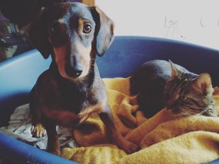 Priscilla e Alf;