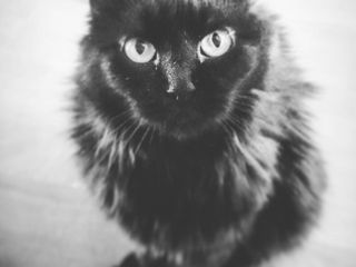 Tellina;