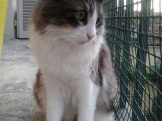 Gato;