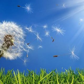 Allergia: sintomi e rimedi