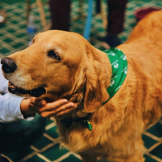 Il cane: il miglior amico dell'uomo e un alleato della sua salute