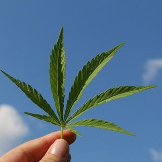 La rinascita della Cannabis sativa: Opportunità e benefici per il futuro