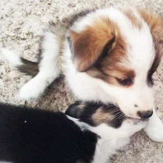 Consigli per adottare un cucciolo