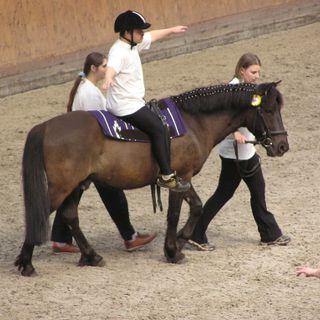 La Mandria apre all’ippoterapia, attività alla Cascina Vittoria col &quot;Dottor Criniera&quot;