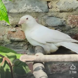 A San Sebastiano uccelli morti per lo shock da spari