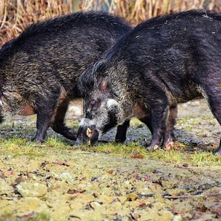 Entra nella sede della Cri e poi scappa in zona Enel: abbattuto un cinghiale a Chivasso