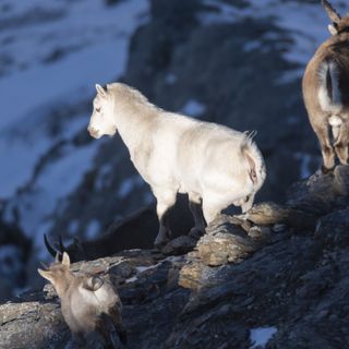 Si ringrazia per le foto il signor Alberto Casse