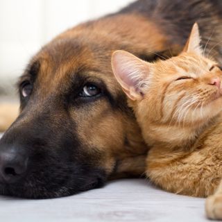 Chieri, Varaldo-Sacco: &quot;Serve aiutare i cittadini in quarantena e ricoverati nella gestione degli animali domestici&quot;