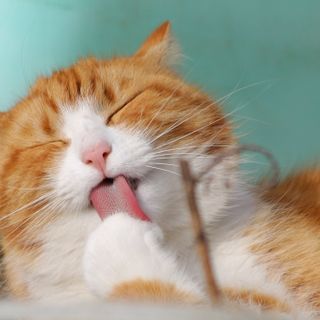 A Viridea incontro gratuito dedicato ai gatti
