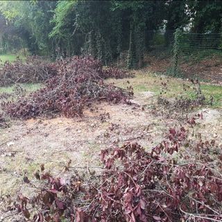 Cade un albero: il sindaco chiude il parco degli Alpini