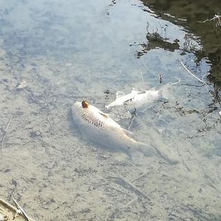 Alcuni dei pesci morti della roggia