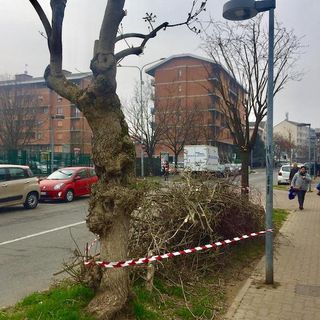 La potatura degli alberi a Settimo