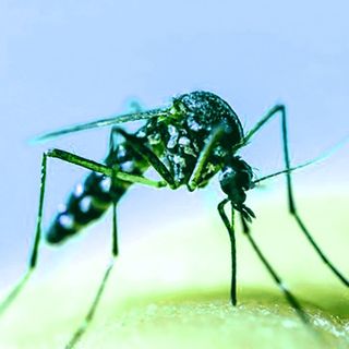 E’ ricominciata la lotta alle zanzare su tutto il territorio di Chivasso