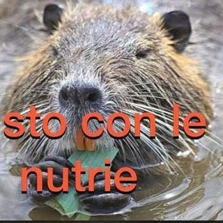 &quot;Le catturano e le uccidono come nei campi di concentramento&quot;: polemica a Brandizzo sul contenimento delle nutrie