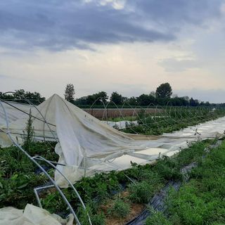 Temporale in Canavese: a Favria distrutti 2 mila metri quadri di serre