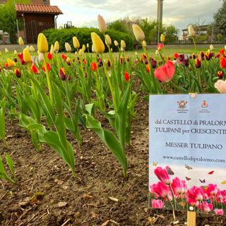 Il parco di Crescentino si riempie di colore: sbocciati i fiori di &quot;Messer Tulipano&quot;
