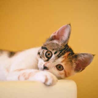 Bilanciare la dieta del gatto sterilizzato: la quantità ideale di cibo umido