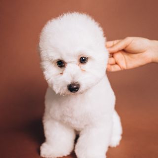 Criteri fondamentali per selezionare un cucciolo di barboncino toy con pedigree