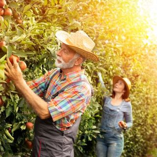 Lavori nel frutteto a Febbraio e Marzo quali sono