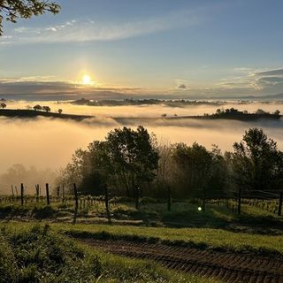 Lo splendido panorama delle vigne della cooperativa