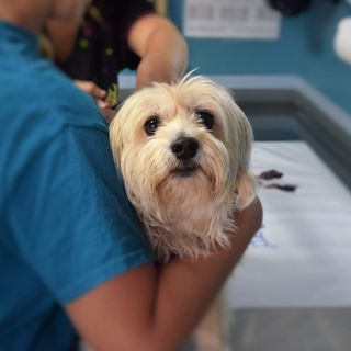 Amici animali: quando rivolgersi a un veterinario nutrizionista?