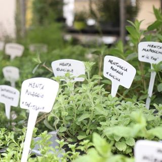 In Liguria questo week end arriva Aromatica, un evento tra profumi, sapori e prodotti a Diano Marina