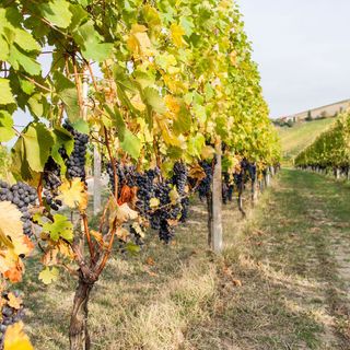 Il Piemonte del vino guarda al biologico: quando la sostenibilità passa dalla cooperazione Il Piemonte del vino guarda al biologico: quando la sostenibilità passa dalla cooperazione