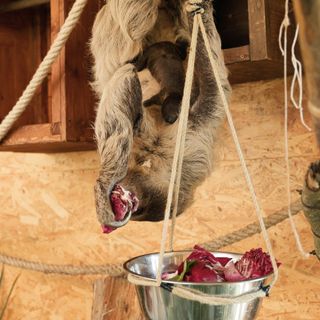 Cumiana: a Zoom è nato un cucciolo di bradipo [VIDEO]