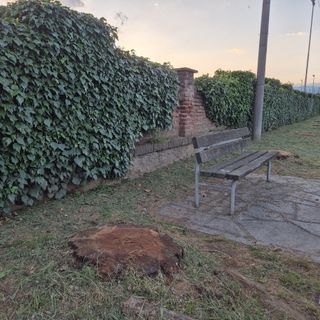 “Sono malate”, via le piante davanti al cimitero di Cavour