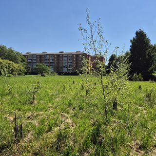 Il pericolo dell’estinzione e le storia di Umanimali al Bosco Urbano Partecipato di Pinerolo