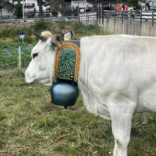 La premiata Ice La premiata Ice