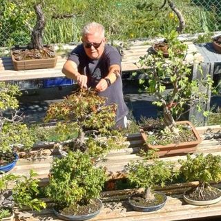 Nicola Scarafia con i suoi bonsai