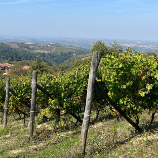 Vendemmia 2025: qualità in crescita tra DOC e DOCG piemontesi Vendemmia 2025: qualità in crescita tra DOC e DOCG piemontesi