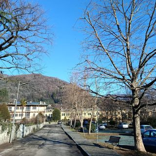 Potature e abbattimenti di alberi a Torre Pellice: al via il piano sul verde pubblico