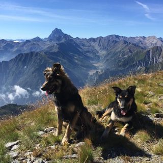 Argo e Fiamma, i due cani uccisi