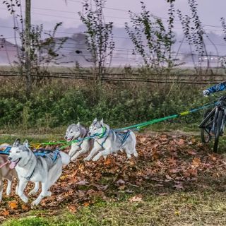 Matteo Vercellone con i suoi husky