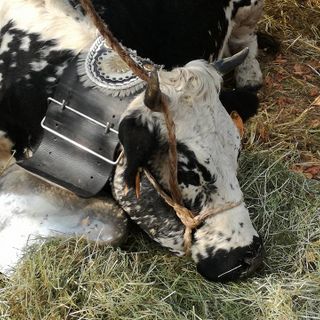 I Kiwi abbracciano la festa della Fidas: parte domani la Sagra di Bibiana