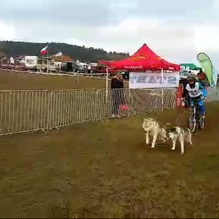 Il bibianese Vercellone quinto di categoria alla prima prova di bikejoring degli Europei Il bibianese Vercellone quinto di categoria alla prima prova di bikejoring degli Europei