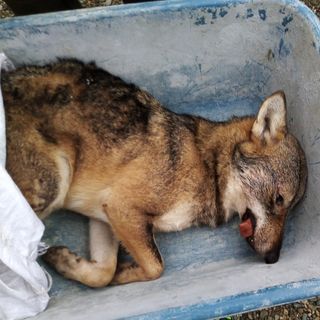 Lupo travolto da un’auto tra Bibiana e Bagnolo Piemonte