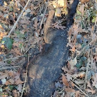 Cane morto a Carmagnola: indagato un abitante di San Secondo di Pinerolo Cane morto a Carmagnola: indagato un abitante di San Secondo di Pinerolo