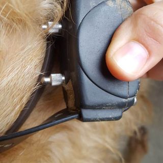 Collari elettrici per “educare” il cane: due denunciati a Pinerolo