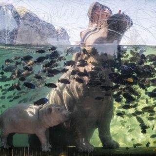 L’ippopotamo Fil-Ippo