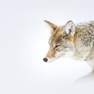 (Foto di Elisabetta Rosso)