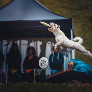 Nel fine settimana a Cumiana arrivano i ‘cani volanti’ del disc dog