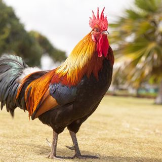 Disturbava il sonno degli abitanti di Luserna San Giovanni: la Polizia locale fa allontanare un gallo